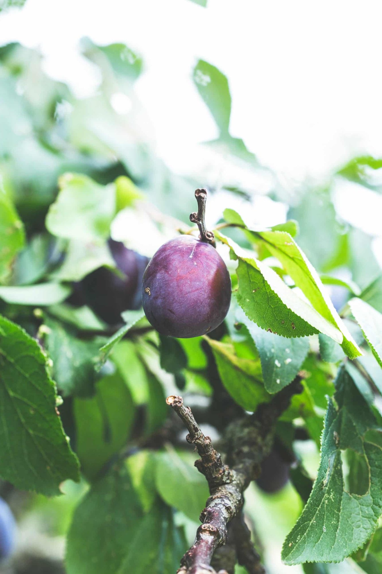 Plum Trees - Image 2