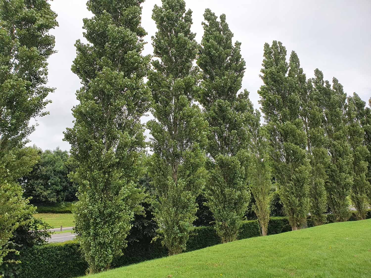 Poplar (Populus)