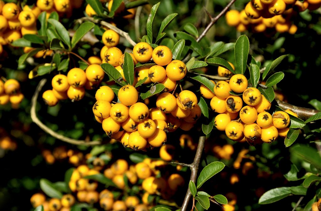 Mountain Ash - Yellow Berry (Sorbus Aucuparia “Joseph Rock”)