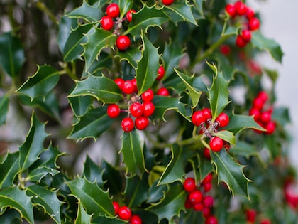 Holly Hedges (Ilex Aquifolium)