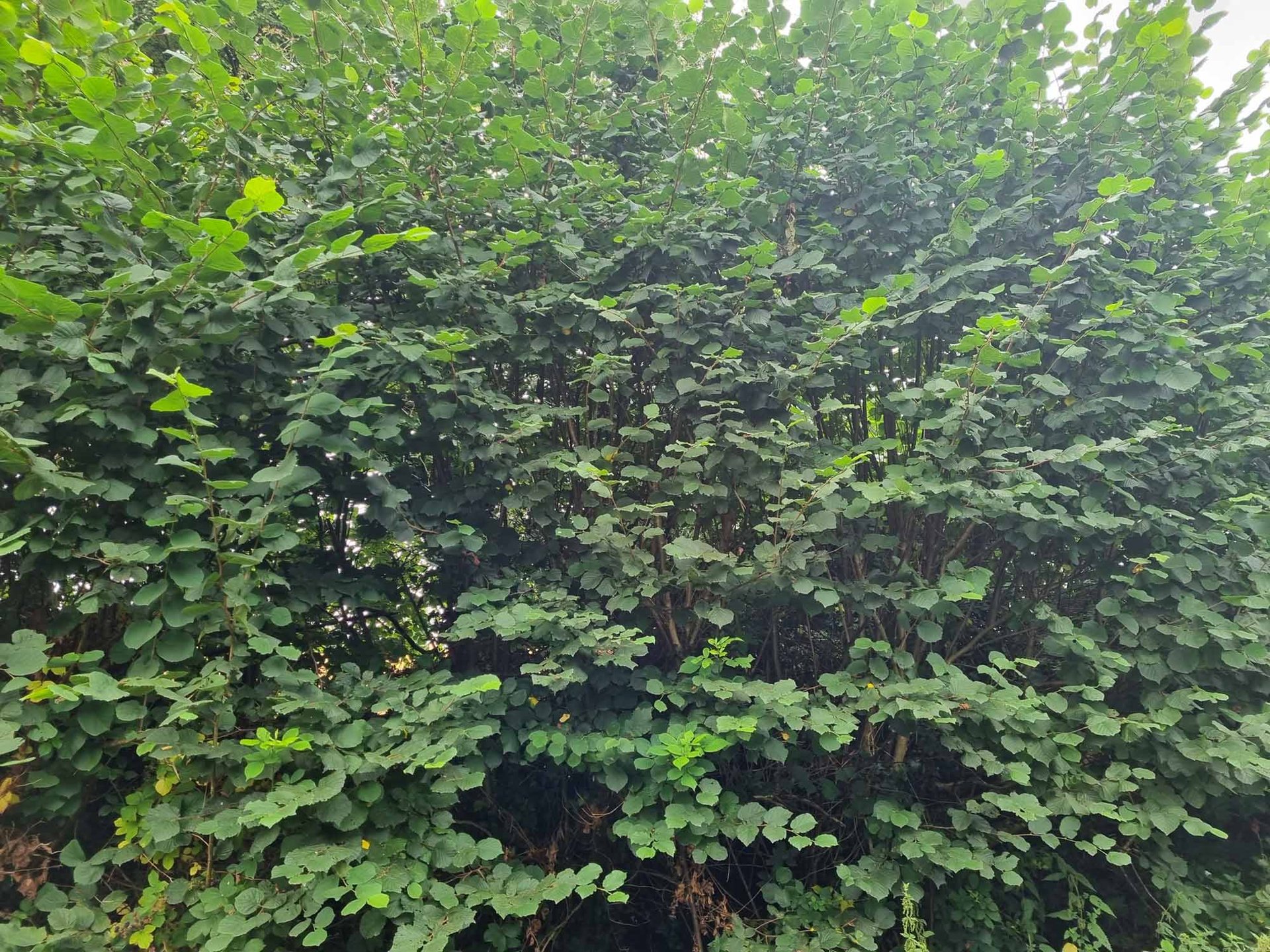 Hazel Hedge (Corylus Aveliana) - Image 4