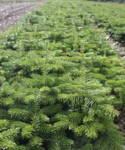 noble fir