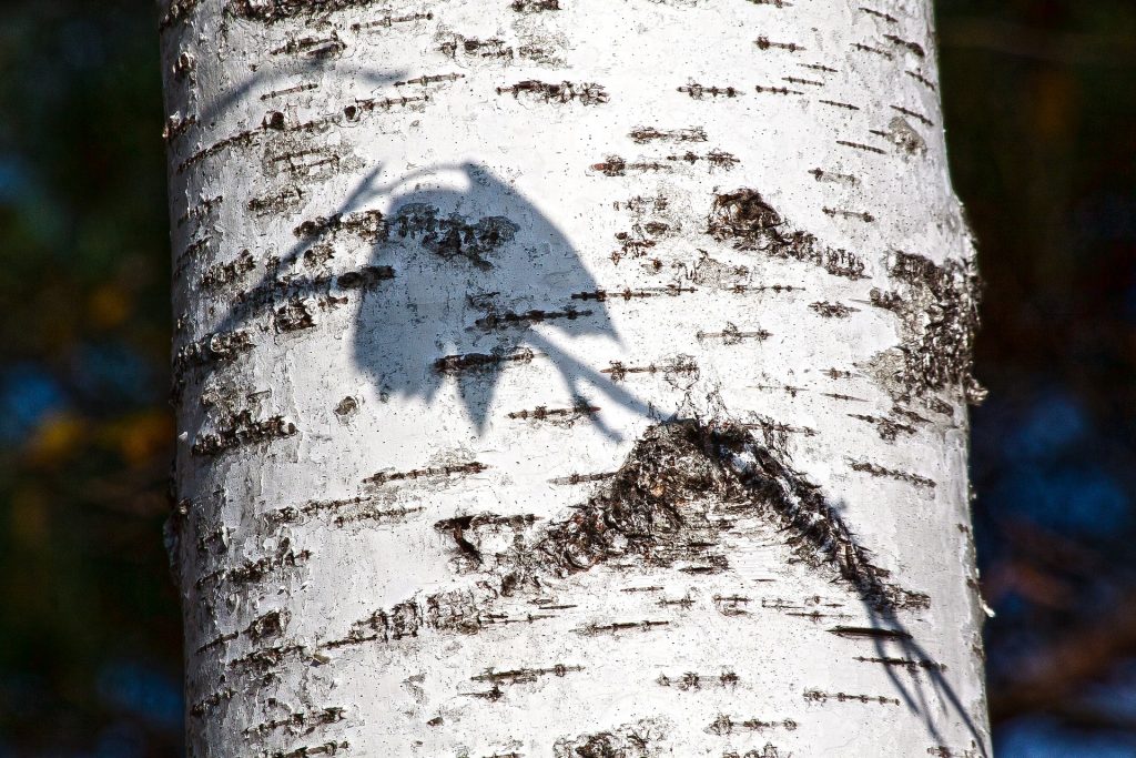 Birch Trees (Betula Pendula) - Image 2