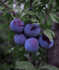 Plum Trees