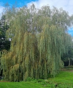weeping willow tree - 1