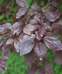 Alternative view of Purple Leafed Plum (Prunus “Nigra”)