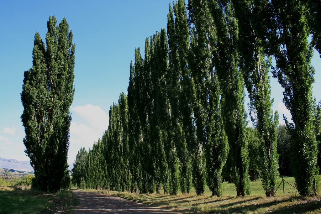 Poplar (Populus) - Image 2