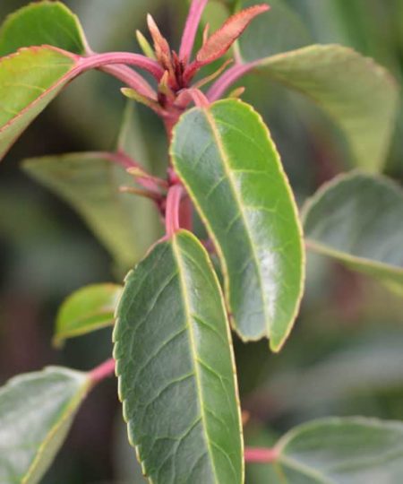 Potted Portuguese Laurel Hedges (Prunus Lusitanica Angustofolia)