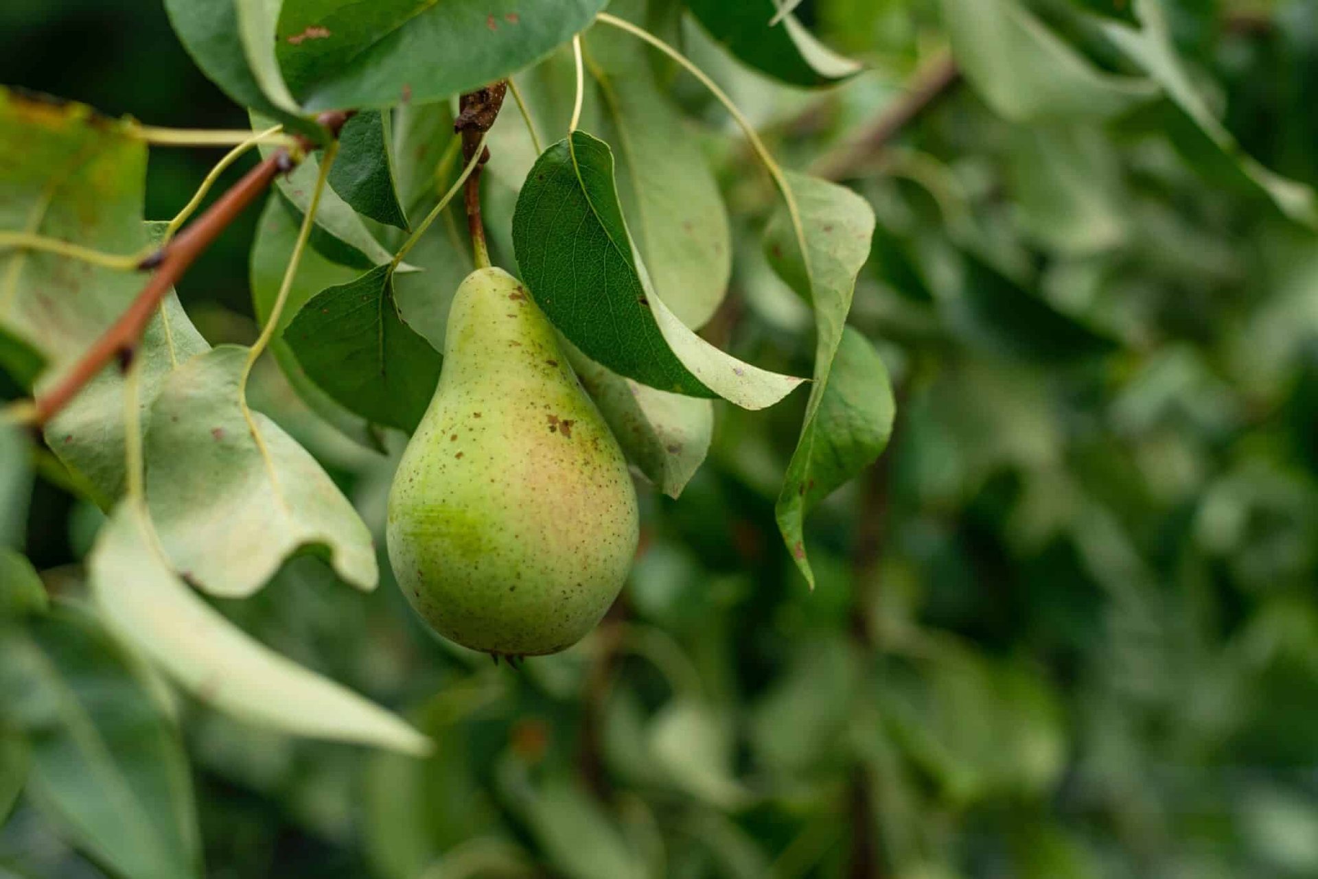 Pear Trees