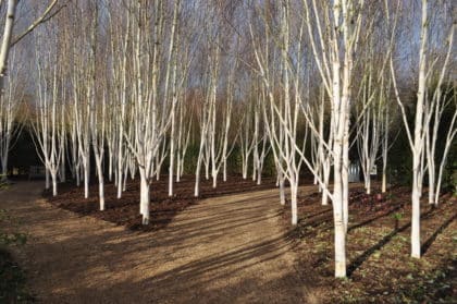 Himalayan Birch (Betula “Jacquemontii”)