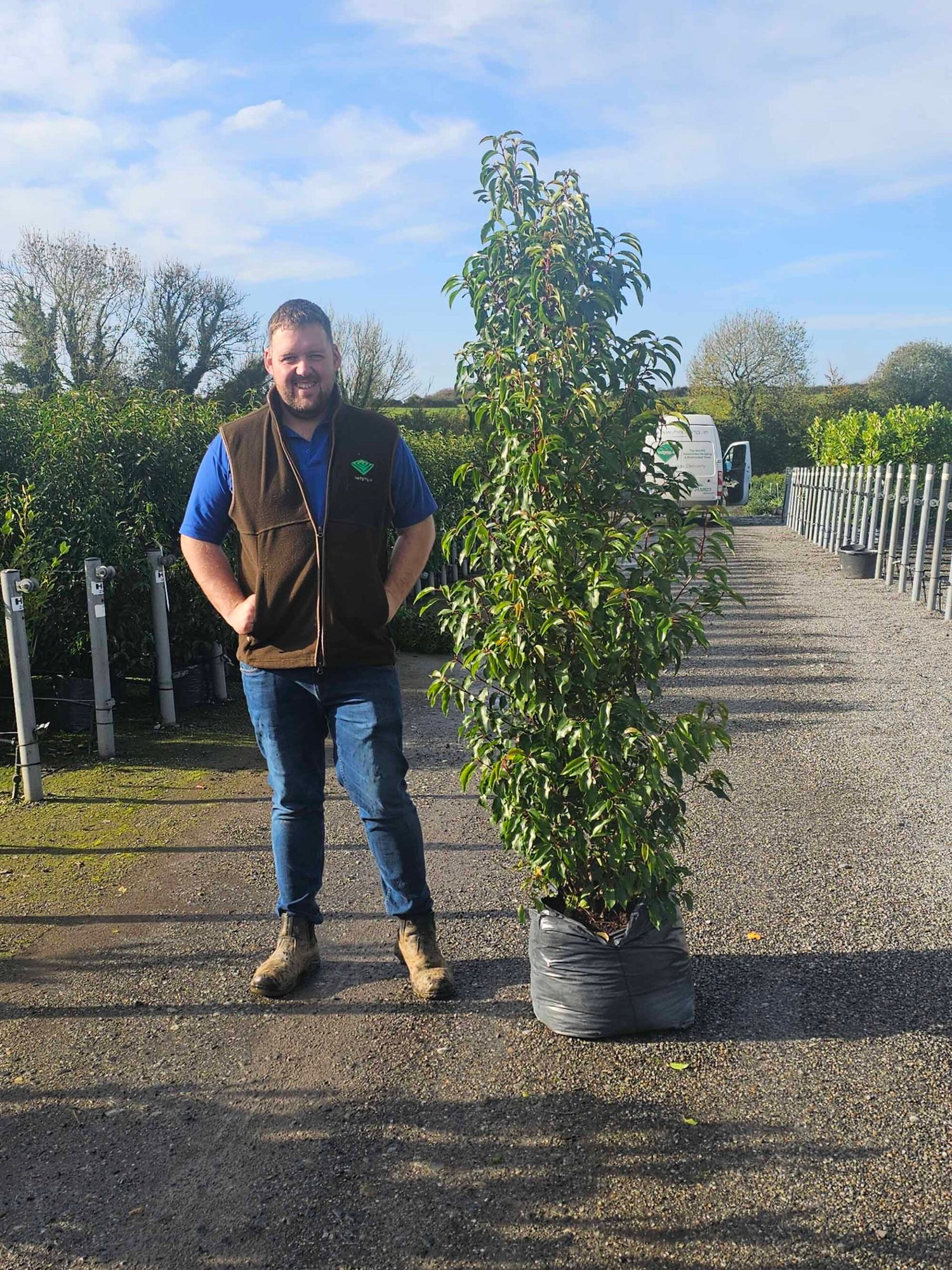 Mature Portuguese Laurel Hedges (Prunus Lusitanica Angustofolia) - Image 2