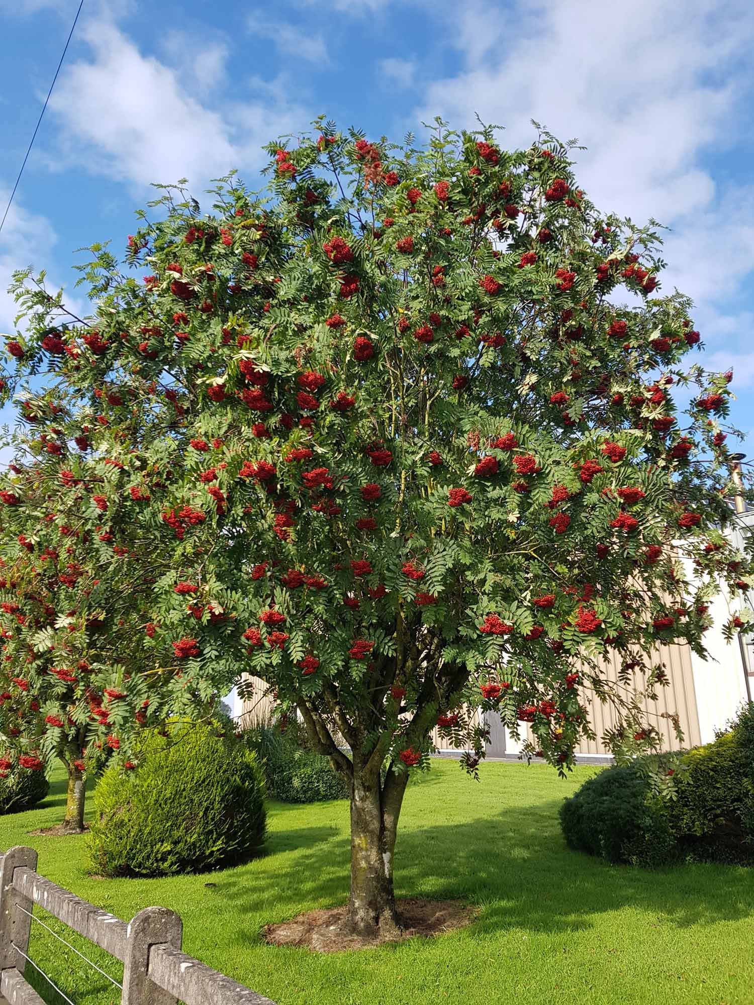 Mountain Ash - Red Berry (Sorbus Aucuparia) - Image 4