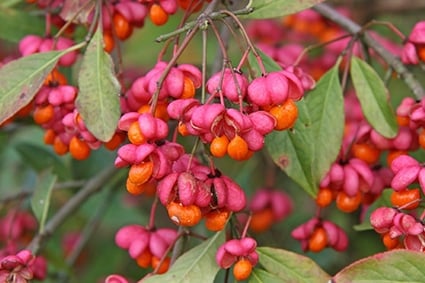 Spindle Bush (Euonymus Euroapeus)