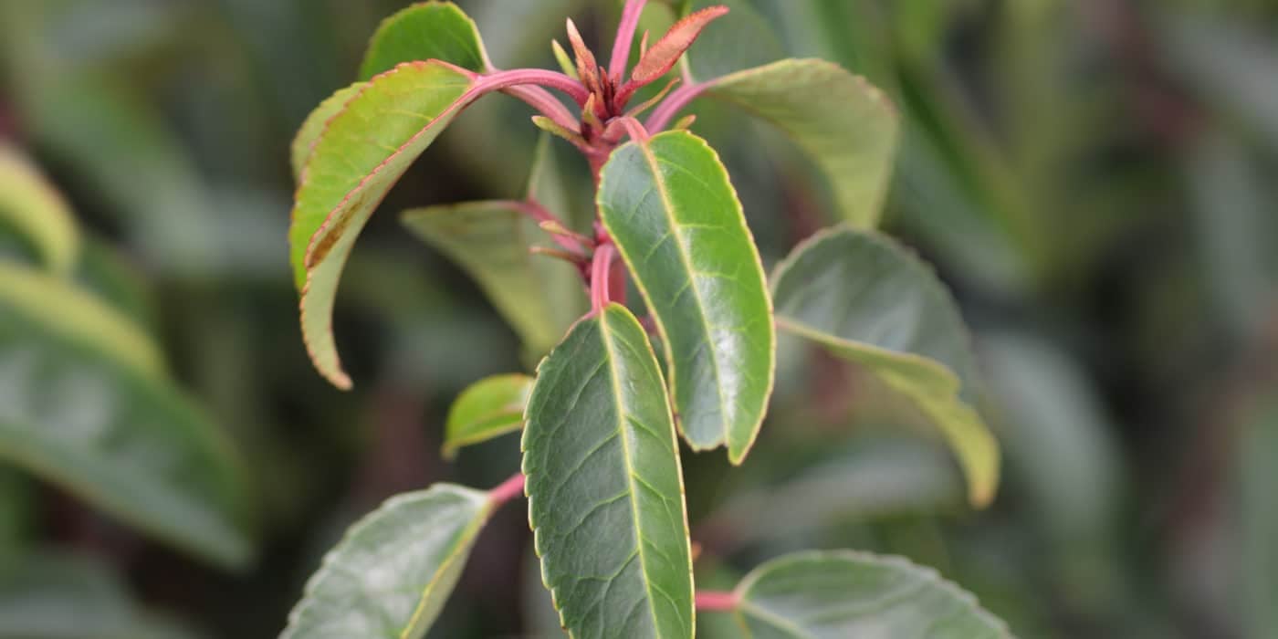 Mature Portuguese Laurel Hedges (Prunus Lusitanica Angustofolia) - Image 3