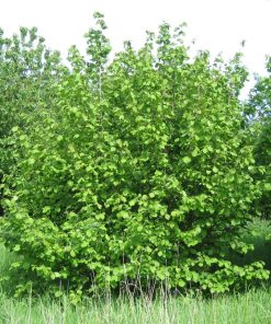 Alternative view of Hazel Hedge (Corylus Aveliana)