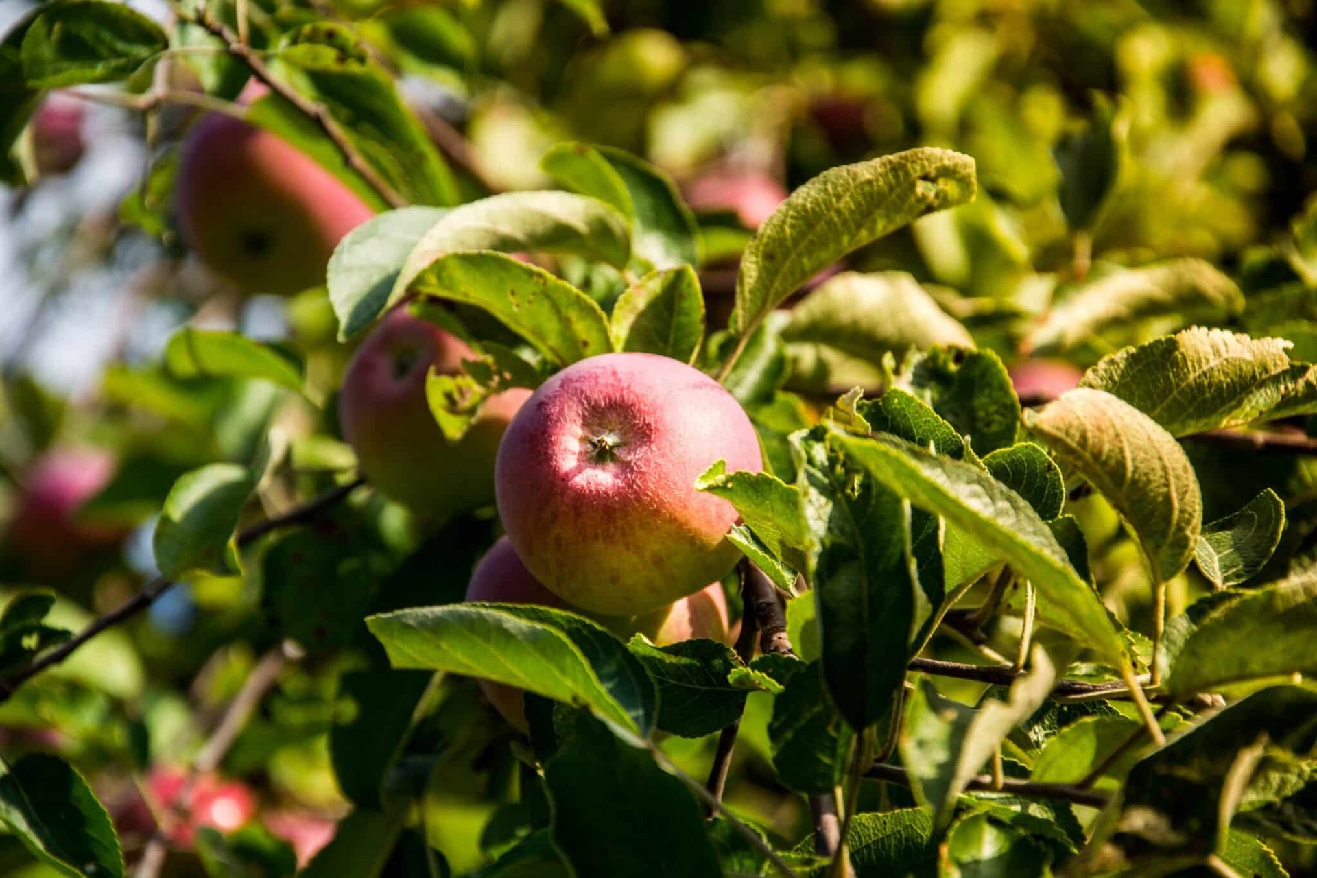 Apple Trees - Image 3