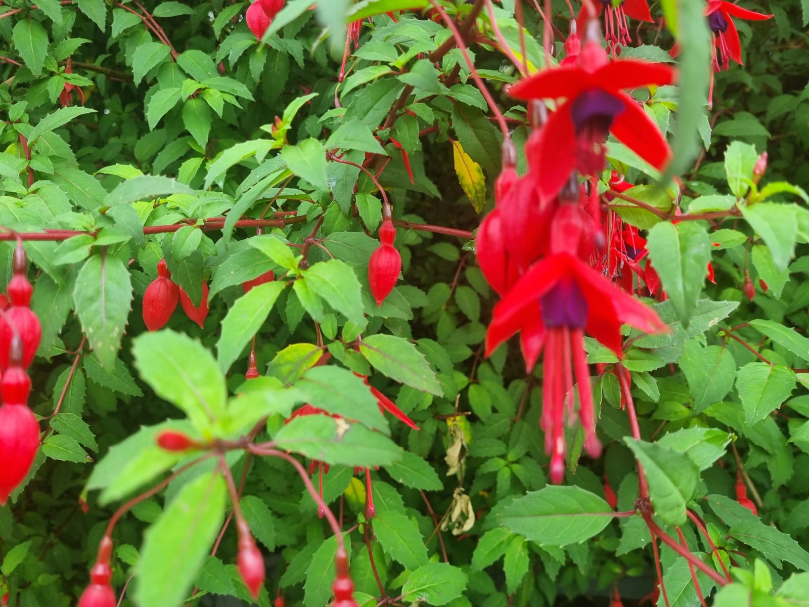 fuchsia 2