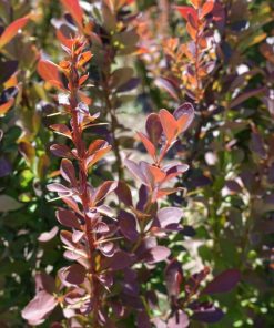 Alternative view of Berberis Hedges