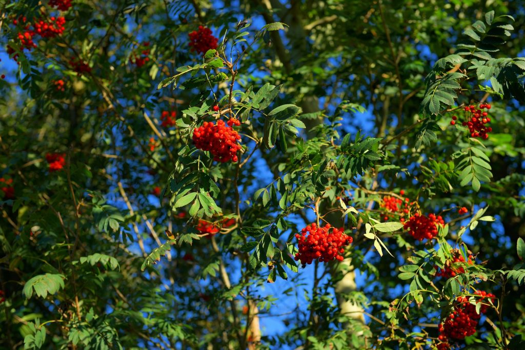 Mountain Ash - Red Berry (Sorbus Aucuparia)