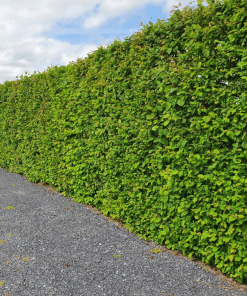 hornbeam heding