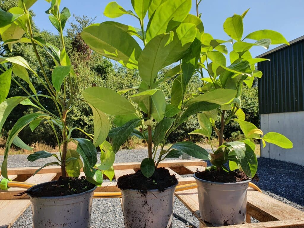Potted Laurel Hedges