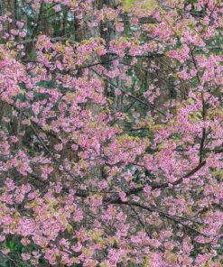 Alternative view of Upright Pink Cherry Trees (Prunus Amanagowa)
