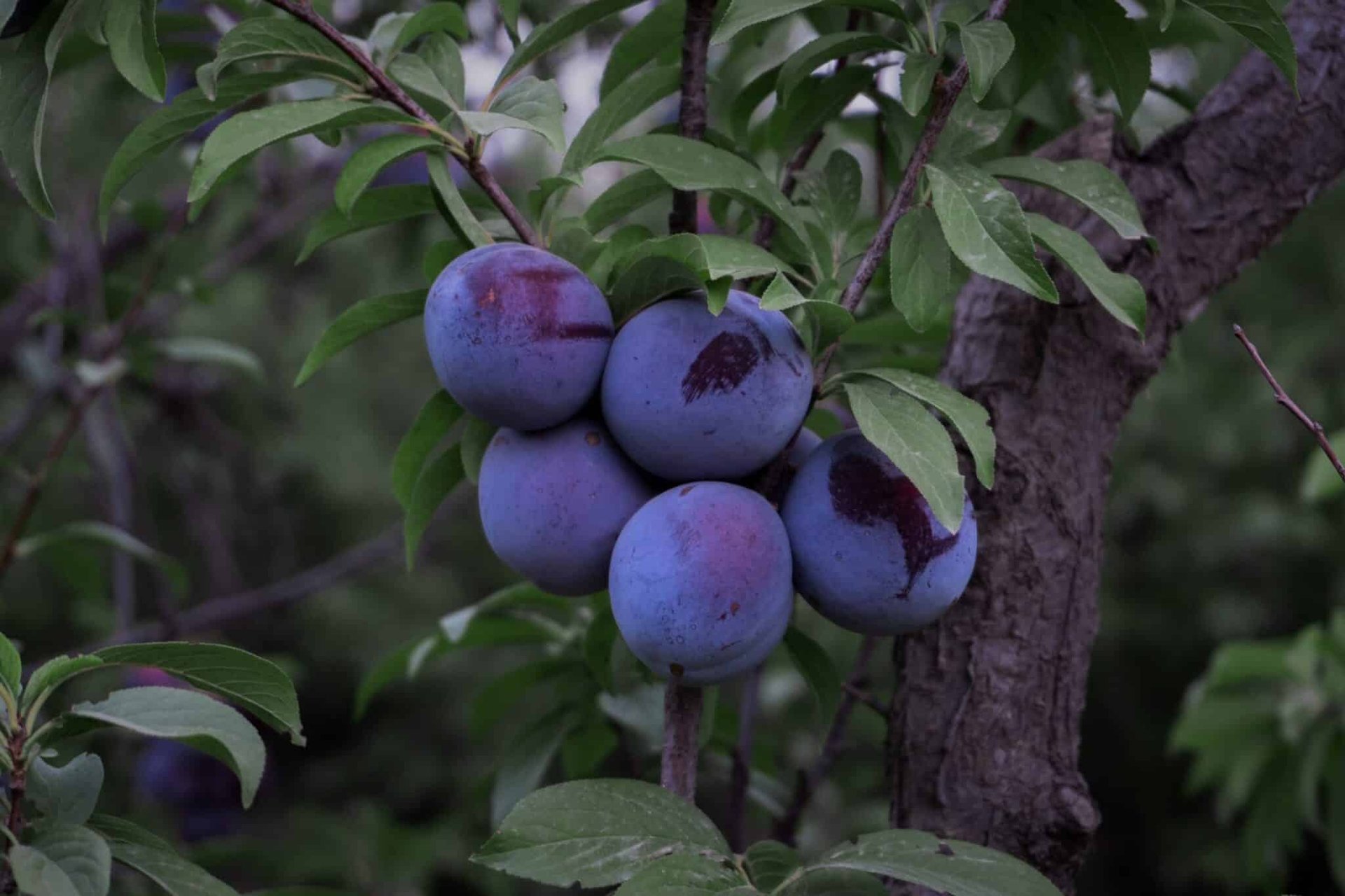 Plum Trees