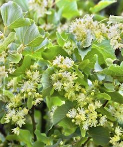Lime (Tilia Cordata)