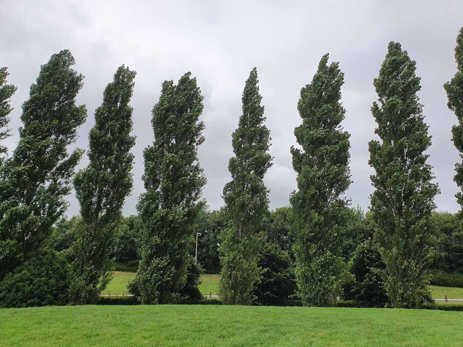 Poplar (Populus) - Image 3