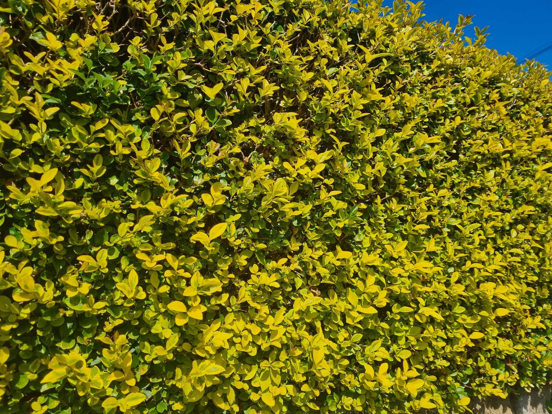 Golden Privet Hedges - Image 3