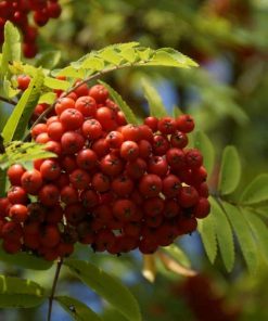 Alternative view of Mountain Ash - Red Berry (Sorbus Aucuparia)