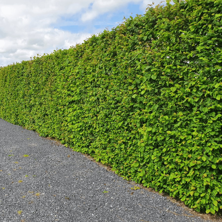 hornbeam heding