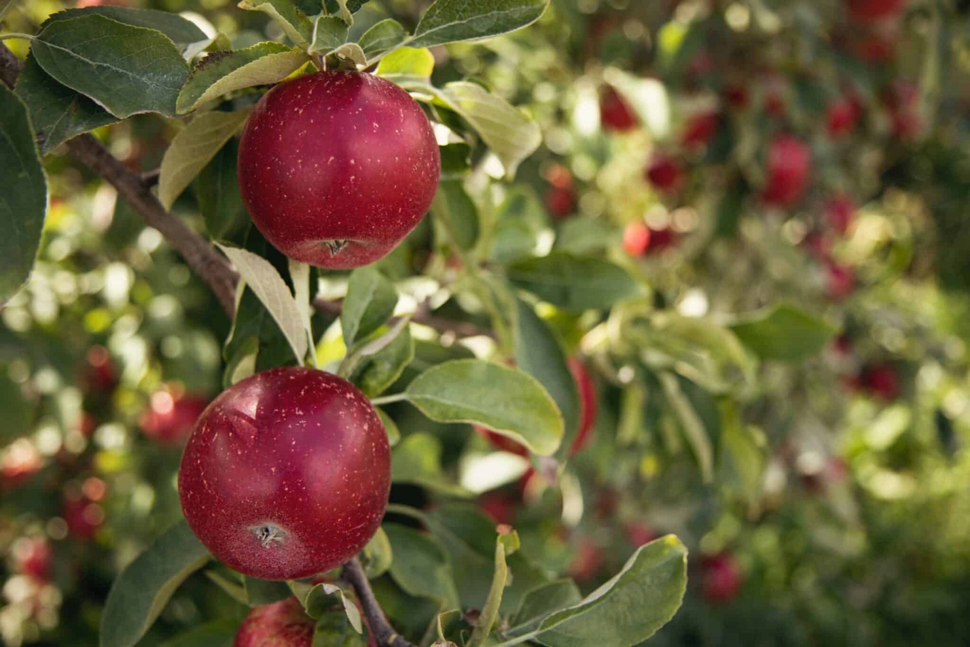 Apple Trees