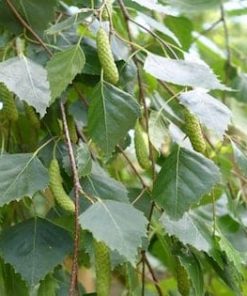 Alternative view of Weeping Birch Trees (Betula Pendula Youngii)