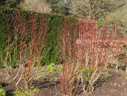 Dogwood Hedges - Image 2