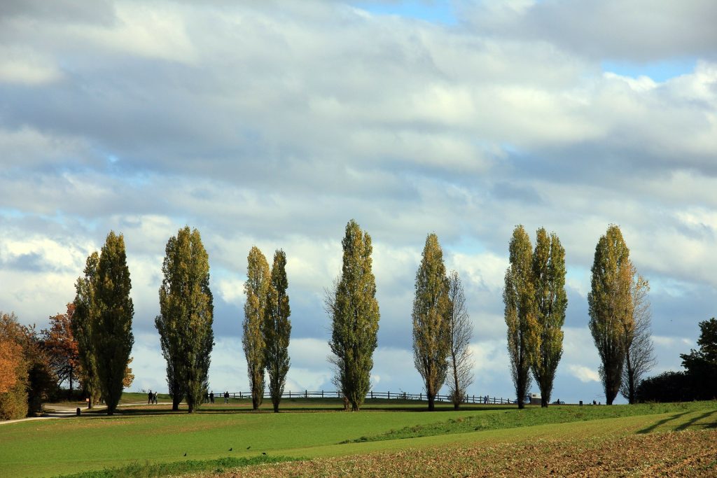 Poplar (Populus) - Image 5