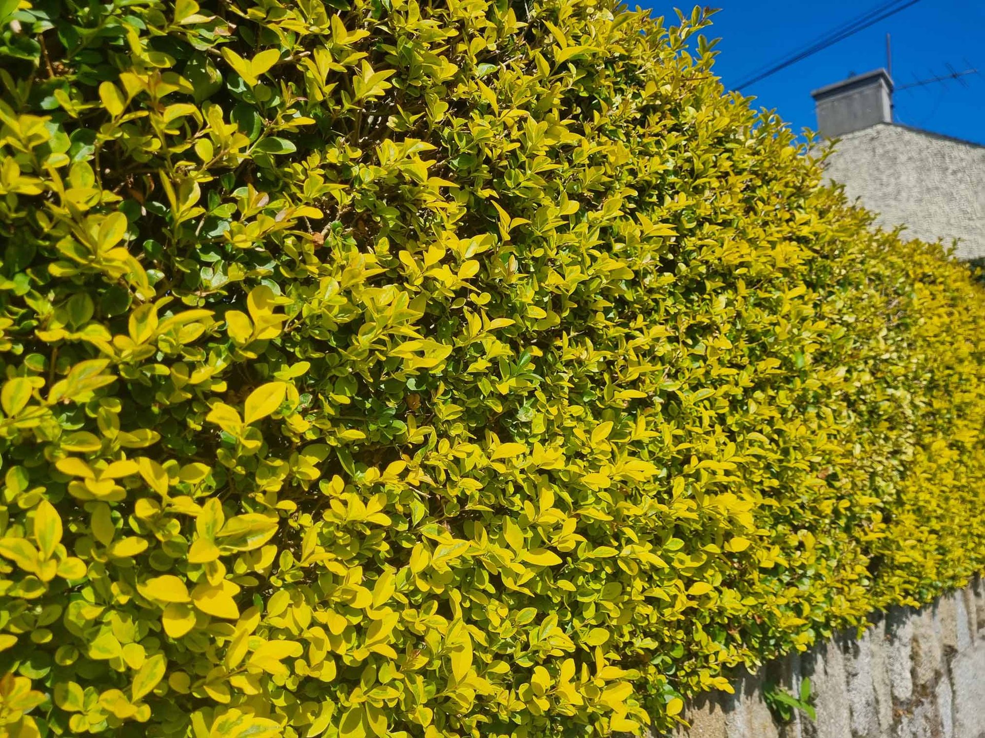Golden Privet Hedges - Image 2