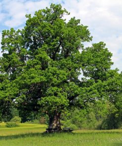 Oak Trees (Querqus Robur)