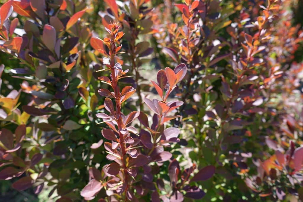 Berberis Hedges - Image 2