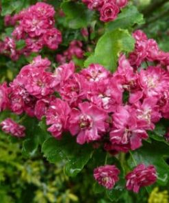 Paul’s Scarlet Tree (Crataegus “Pauls Scarlet”)