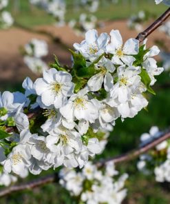 White Flowering Cherry Trees (Prunus Shirotae)