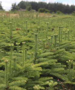 Noble Fir