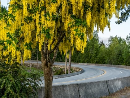 Laburnum (“Vosii”)