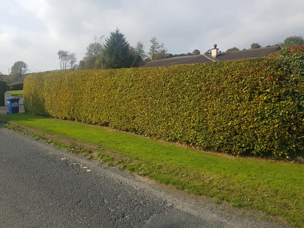 Beech Hedges (Fagus Sylvatica) - Image 2