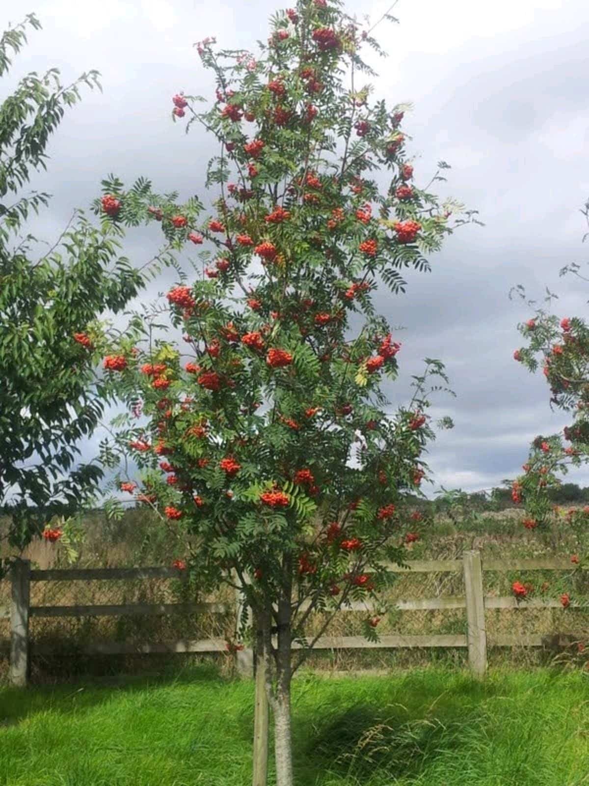 Mountain Ash - Red Berry (Sorbus Aucuparia) - Image 6