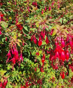 fuchsia hedges