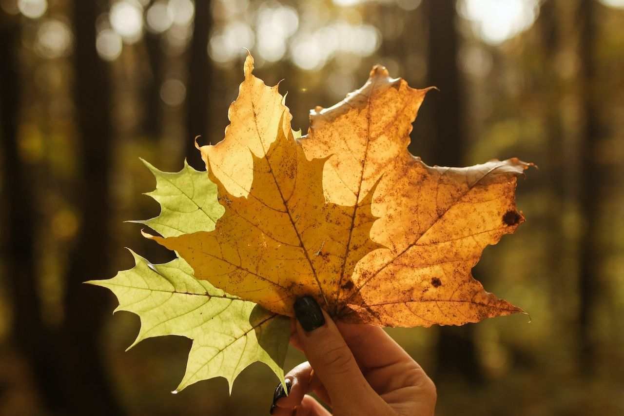 Saskatchewan Expands Immigration Eligibility A Gateway to Permanent Residence- ImmigCanada Saskatchewan Expands Immigration Eligibility