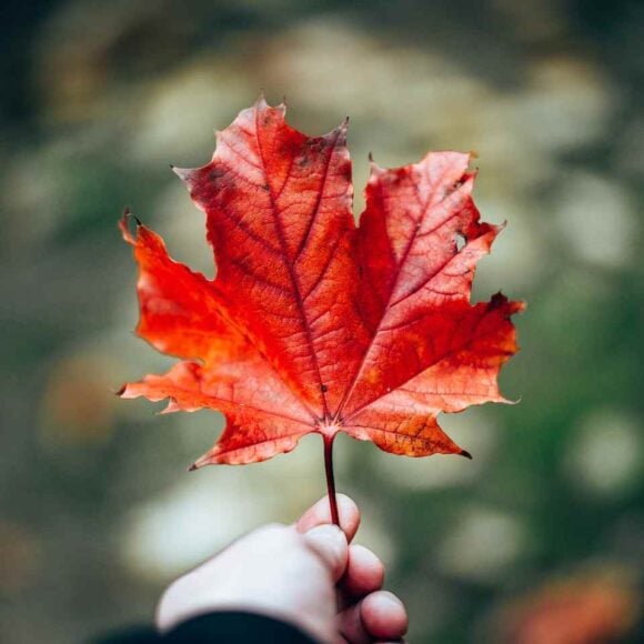 Mandatory Civilian Service in Canada - What New Polling Means for Youth, Community, and Policy- ImmigCanada Mandatory Civilian Service in Canada