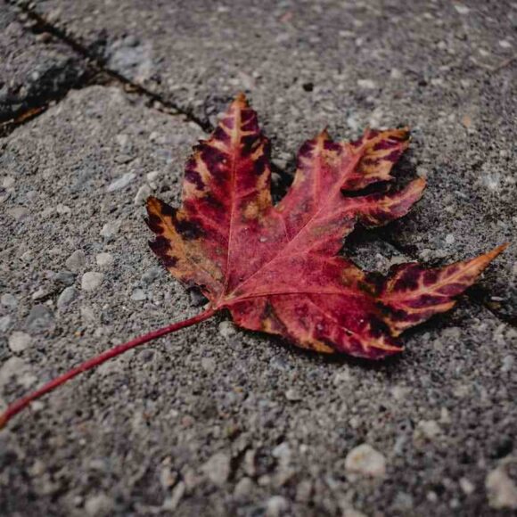 New Brunswick Invites 2,015 Candidates Through NBPNP in 2025 New Brunswick Invites 2,015 Candidates Through NBPNP in 2025