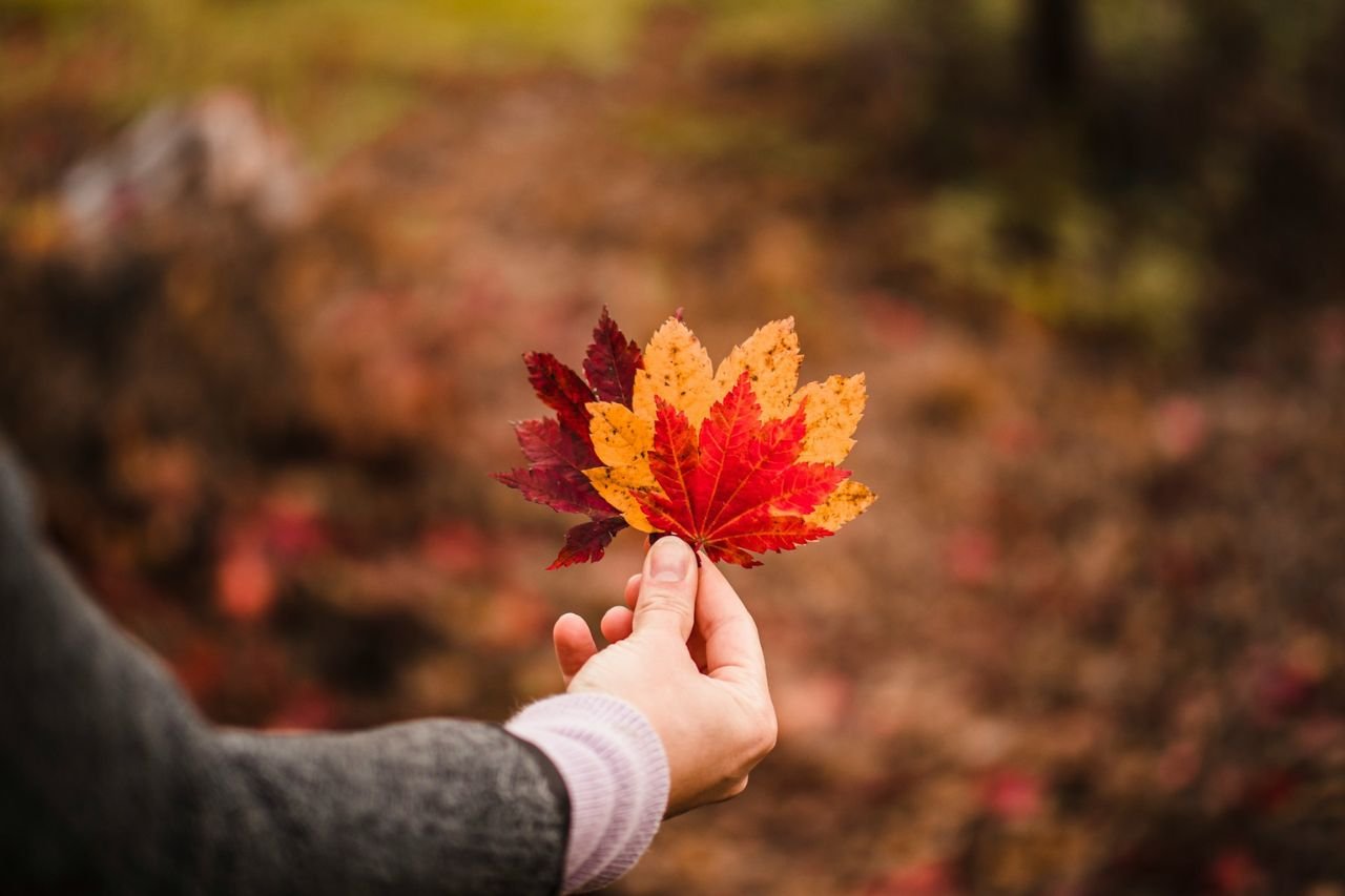 Portrait of the Arab Populations in Canada - Growth, Diversity and Community Strength- ImmigCanada Arab Populations in Canada